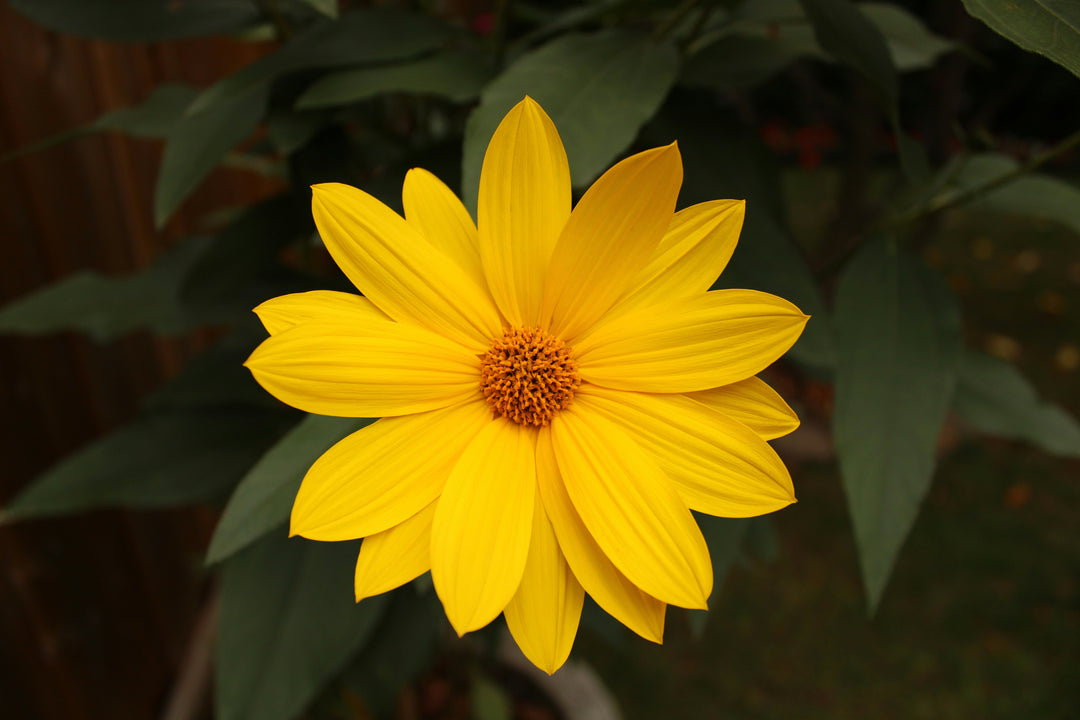 Endometriosis Awareness Month